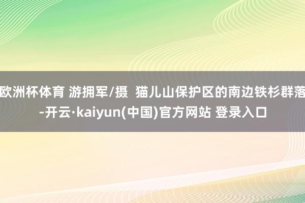 欧洲杯体育 游拥军/摄  猫儿山保护区的南边铁杉群落-开云·kaiyun(中国)官方网站 登录入口